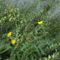 Sonchus arvensis (Laiteron des champs)