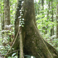Talauma dodecapetala (Talauma, Magnolia)