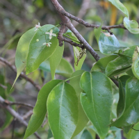 xylocarpus_moluccensis4md (Xylocarpus moluccensis)