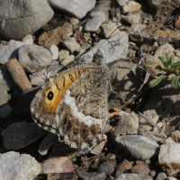 arethusana_arethusa2bd (Arethusana arethusa)