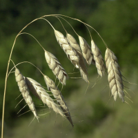 bromus_squarrosus2md (Bromus squarrosus)