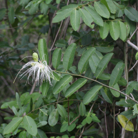 capparis_flexuosa8md (Capparis flexuosa)