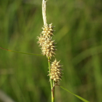 carex_viridula_elatior2md (Carex demissa)