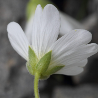 cerastium_alpinum3bd (Cerastium alpinum)