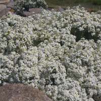 crambe_maritima1bmd (Crambe maritima)