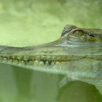 crocodylus_cataphractus2md