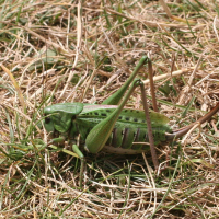 decticus_verrucivorus2md (Decticus verrucivorus)