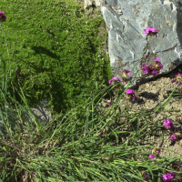 dianthus_carthusianorum1bmd (Dianthus carthusianorum)