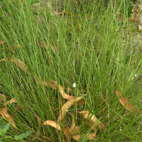 Eriophorum vaginatum (Linaigrette engainée)