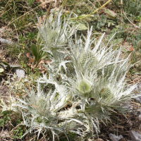 Eryngium spinalba (Panicaut blanc des Alpes, Panicaut épine-blanche)