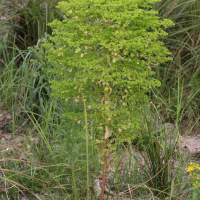 Euphorbia platyphyllos (Euphorbe)