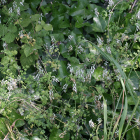 Fumaria capreolata (Fumeterre blanche, Fumeterre grimpante)