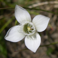 gentianella_campestris5sd