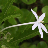 hippobroma_longiflora4md