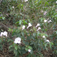 ipomoea_carnea_fistulosa3md