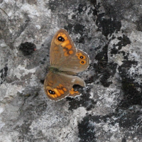 Lasiommata maera (Ariane (femelle), Némusien (mâle))