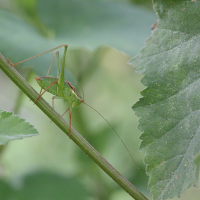 leptophyes_punctatissima2md