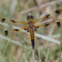 libellula_quadrimaculata3abd