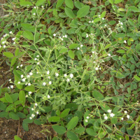 parthenium_hysterophorus4md