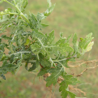 parthenium_hysterophorus5md