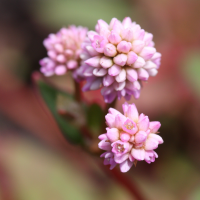 persicaria_capitata3md