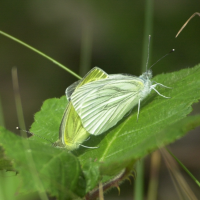 pieris_napi2md