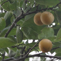 Prunus_cerasifera
