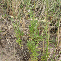 Pseudognaphalium undulatum (Gnaphale à feuilles ondulées)