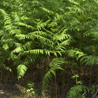 pteridium_aquilinum1md