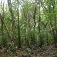 pterocarpus_officinalis3md