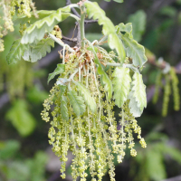 quercus_pubescens4md