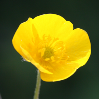 ranunculus_acris3md