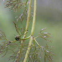 ranunculus_aquatilis4md