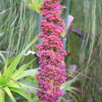 Richea_dracophylla (Richea dracophylla)