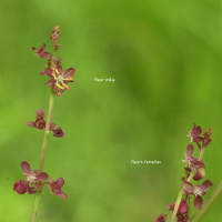 rumex_acetosa3md