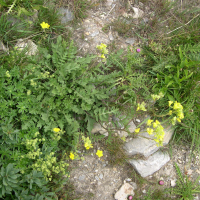 Sisymbrium austriacum (Vélar d'Autriche)