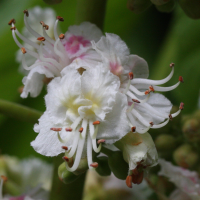 aesculus_hippocastanum5amd (Aesculus hippocastanum)