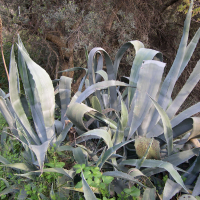 agave_americana4md (Agave americana)