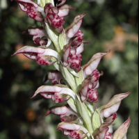 anacamptis_fragrans2bd