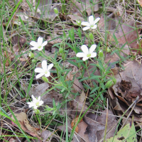 arenaria_montana4bd (Arenaria montana)