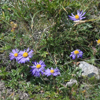 aster_alpinus2md (Aster alpinus)