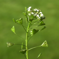 capsella_bursa-pastoris2amd (Capsella bursa pastoris)