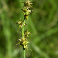 carex_echinata2md (Carex echinata)