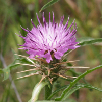 centaurea_calcitrapa3md (Centaurea calcitrapa)