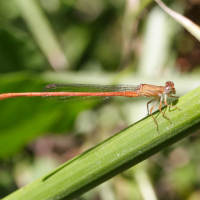 ceriagrion_glabrum2md (Ceriagrion glabrum)