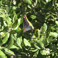 Charaxes jasius (Pacha à deux queues)
