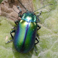 chrysolina_graminis2bd (Chrysolina graminis)