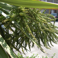 cordyline_australis3md (Cordyline australis)