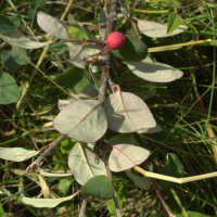 cotoneaster_integerrimus3md (Cotoneaster integerrimus)