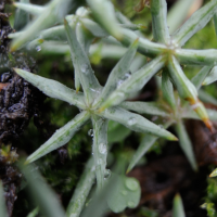 damasonium_alisma3md (Damasonium alisma)